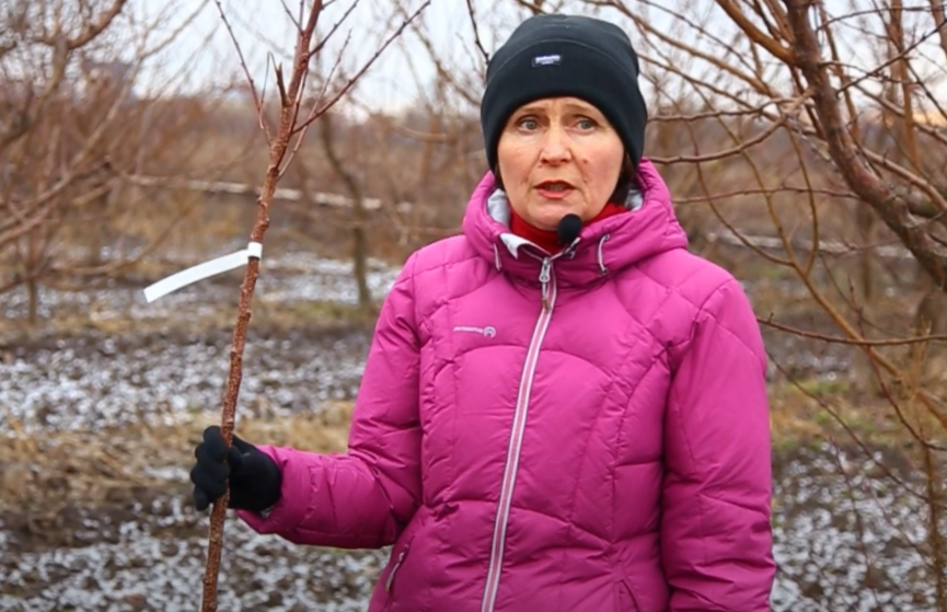 О. А. КІЩАК, доктор сільськогосподарських наук, завідувачка селекційно-технологічного відділу Інституту садівництва НААН